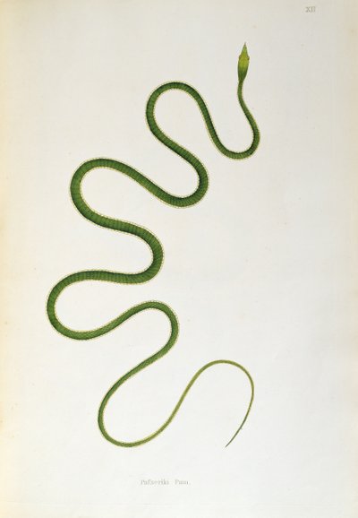 Pafseriki Pam Snake from An Account of Indian Serpents collected from the Coast of Coromandel by Patrick Russell, London, 1796 by English School
